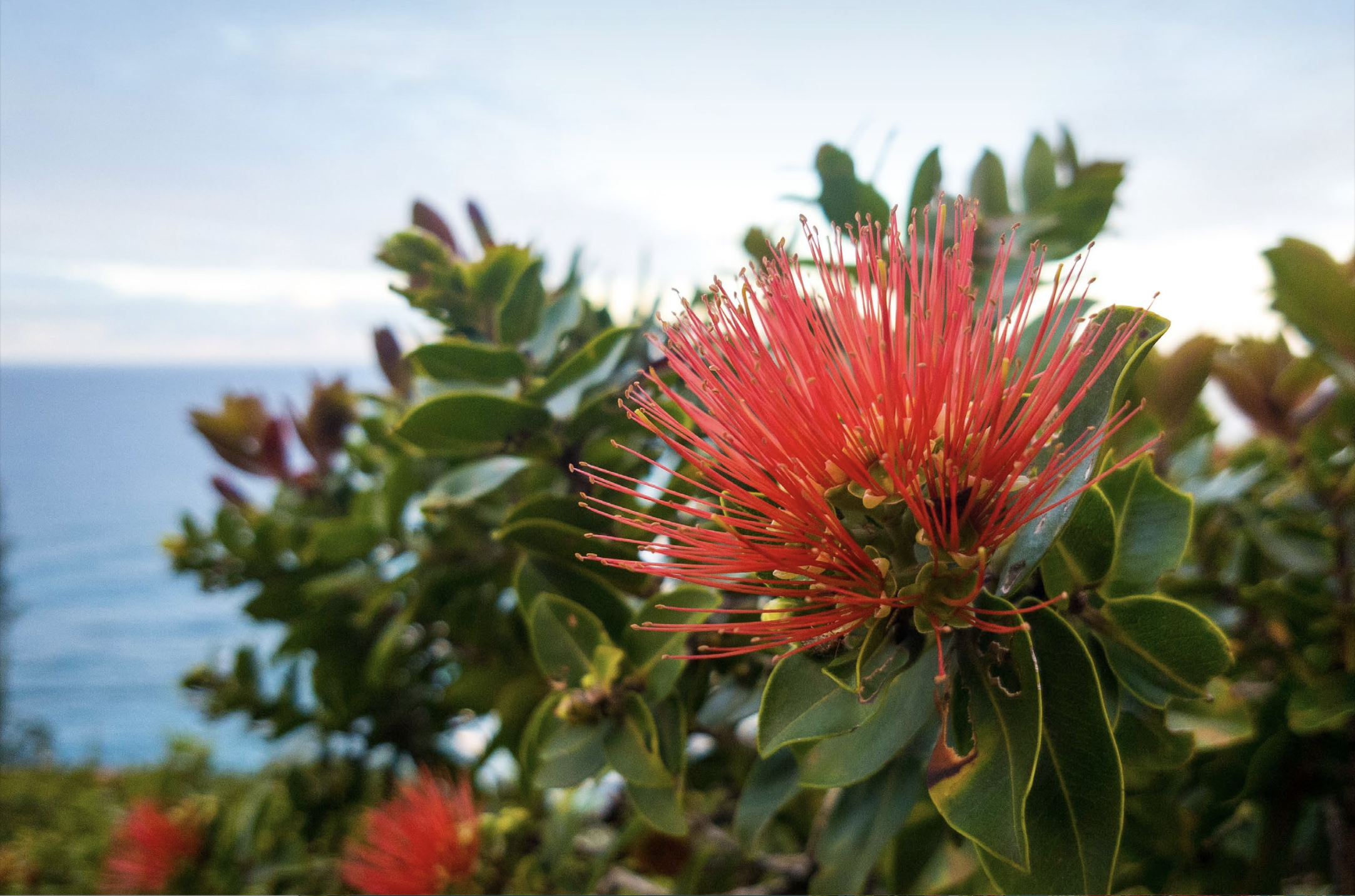 Replanting Post-Fire: A Fire-Resilient Landscape Guide for Lahaina